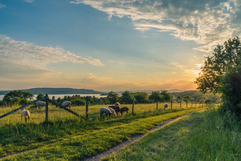 Selling Your Farm Online: Tips For Success